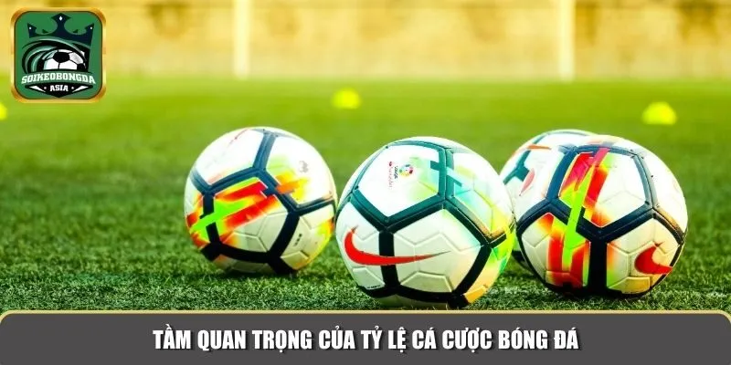 ty le ca cuoc bong da 1 Tầm quan trọng của nắm tỷ lệ cá cược bóng đá